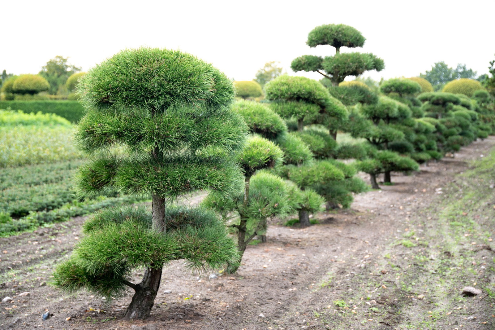 Schwarzkiefer - Big Bonsai - Pinus nigra gnstig kaufen