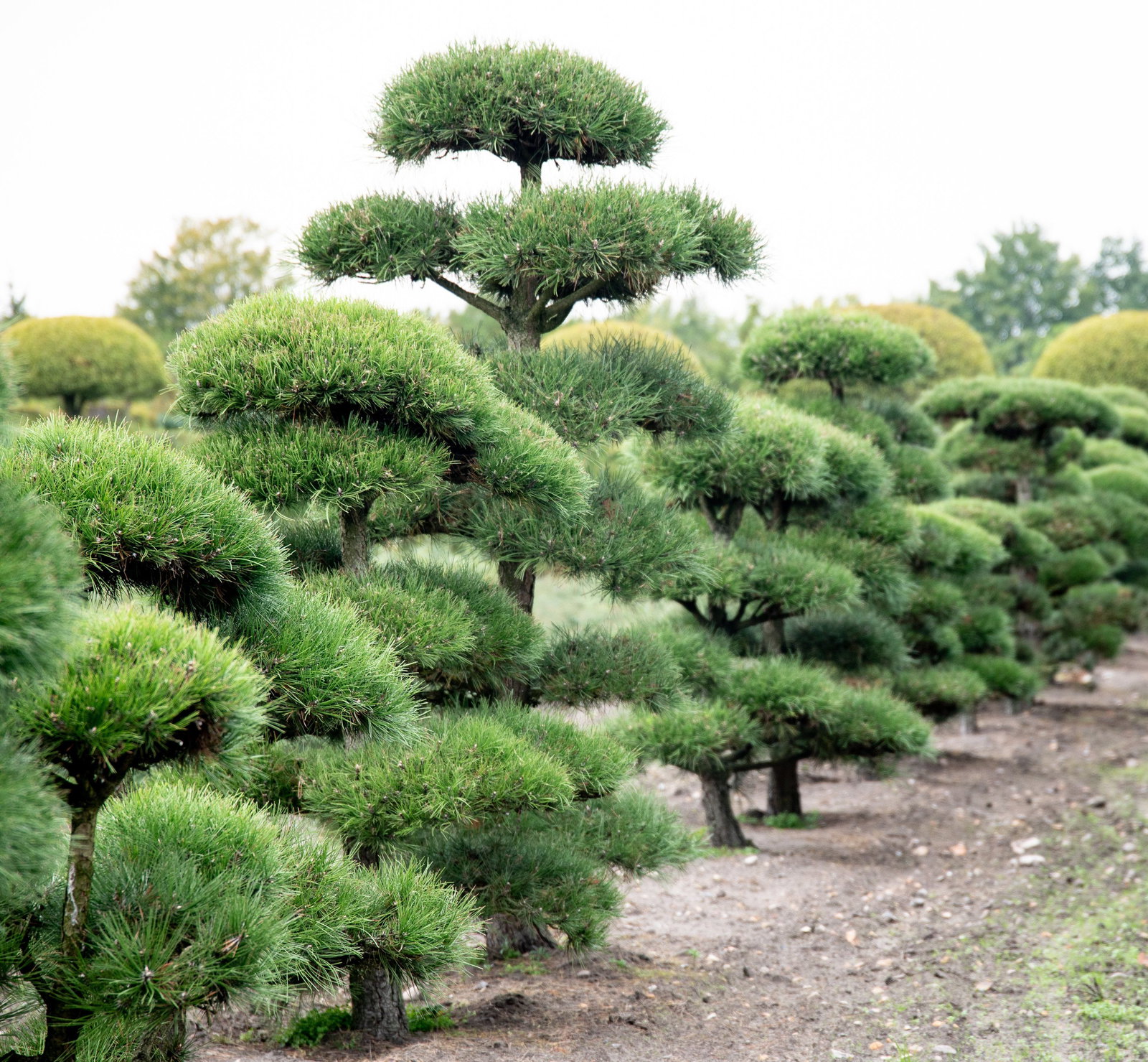 bonsai seed growing Bonsai Growing Kit, 4 Varieties with Seeds, Pots & Tools main image 1