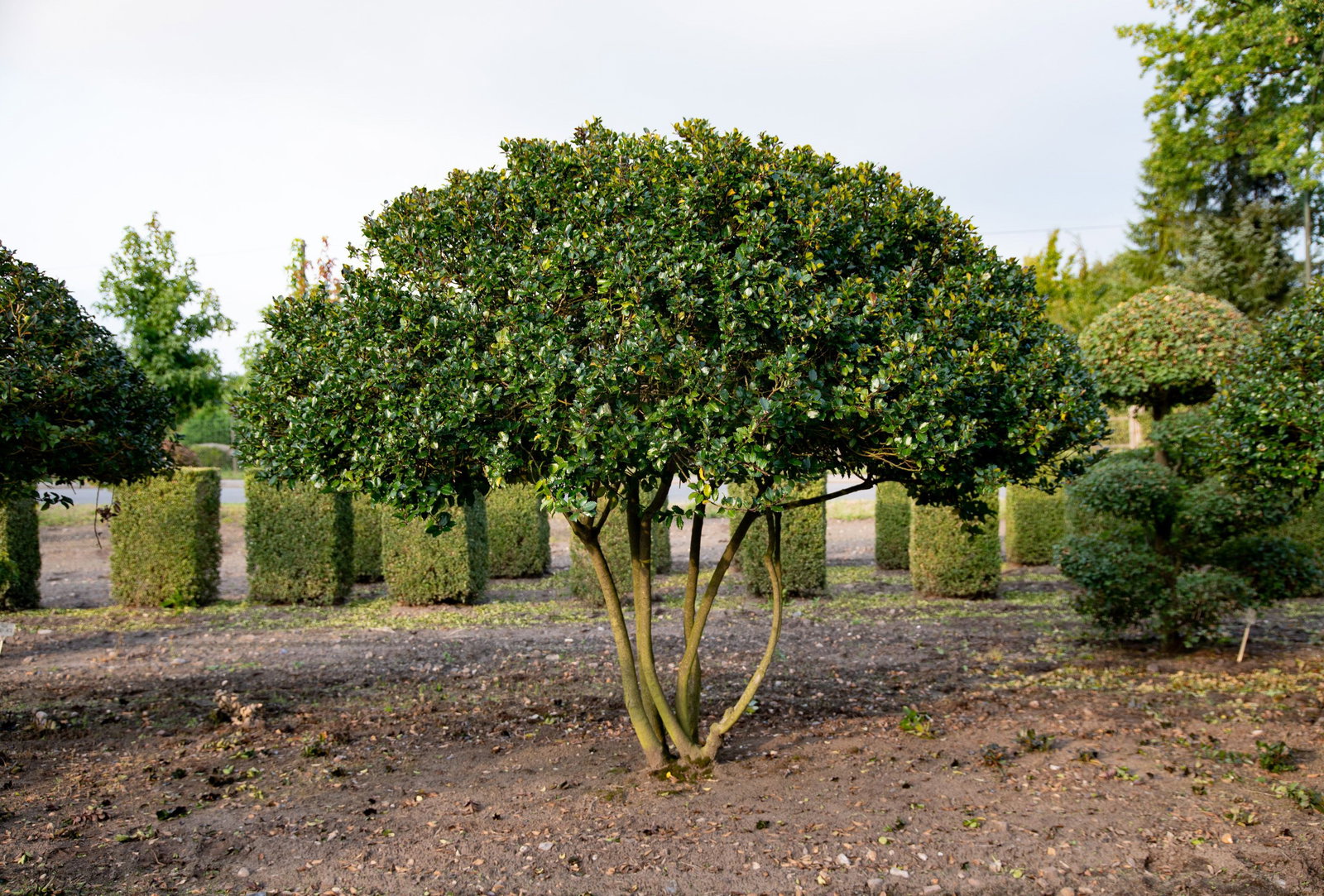 Stechpalme Blue Prince Schirmform Einzelstck - Ilex Blue Prince Schirmform  gnstig kaufen
