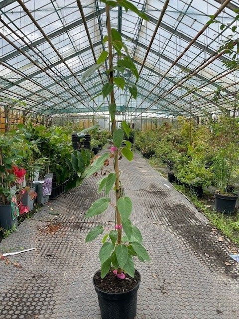 Traubenkiwi Super Jumbo, weiblich - Actinidia arguta Super Jumbo