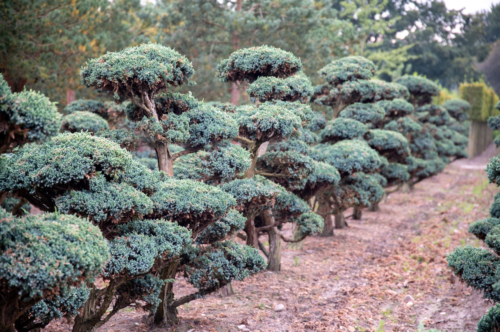 Blauzeder-Wacholder Meyeri Bonsaiform - Juniperus squamata Meyeri  Bonsaiform gnstig kaufen