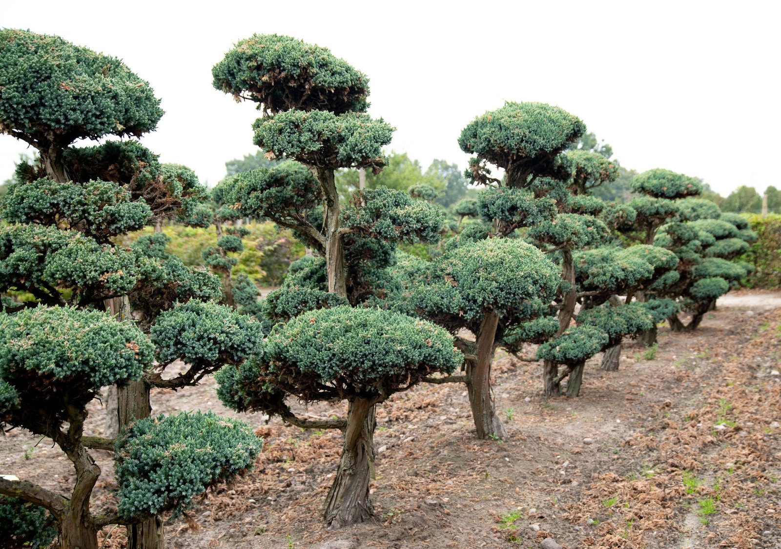 Blauzeder-Wacholder Meyeri Bonsaiform - Juniperus squamata Meyeri  Bonsaiform gnstig kaufen