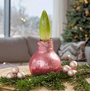 Amaryllis, Ritterstern Glitzer - Hippeastrum Hybride gewachst Glitzer  gnstig kaufen