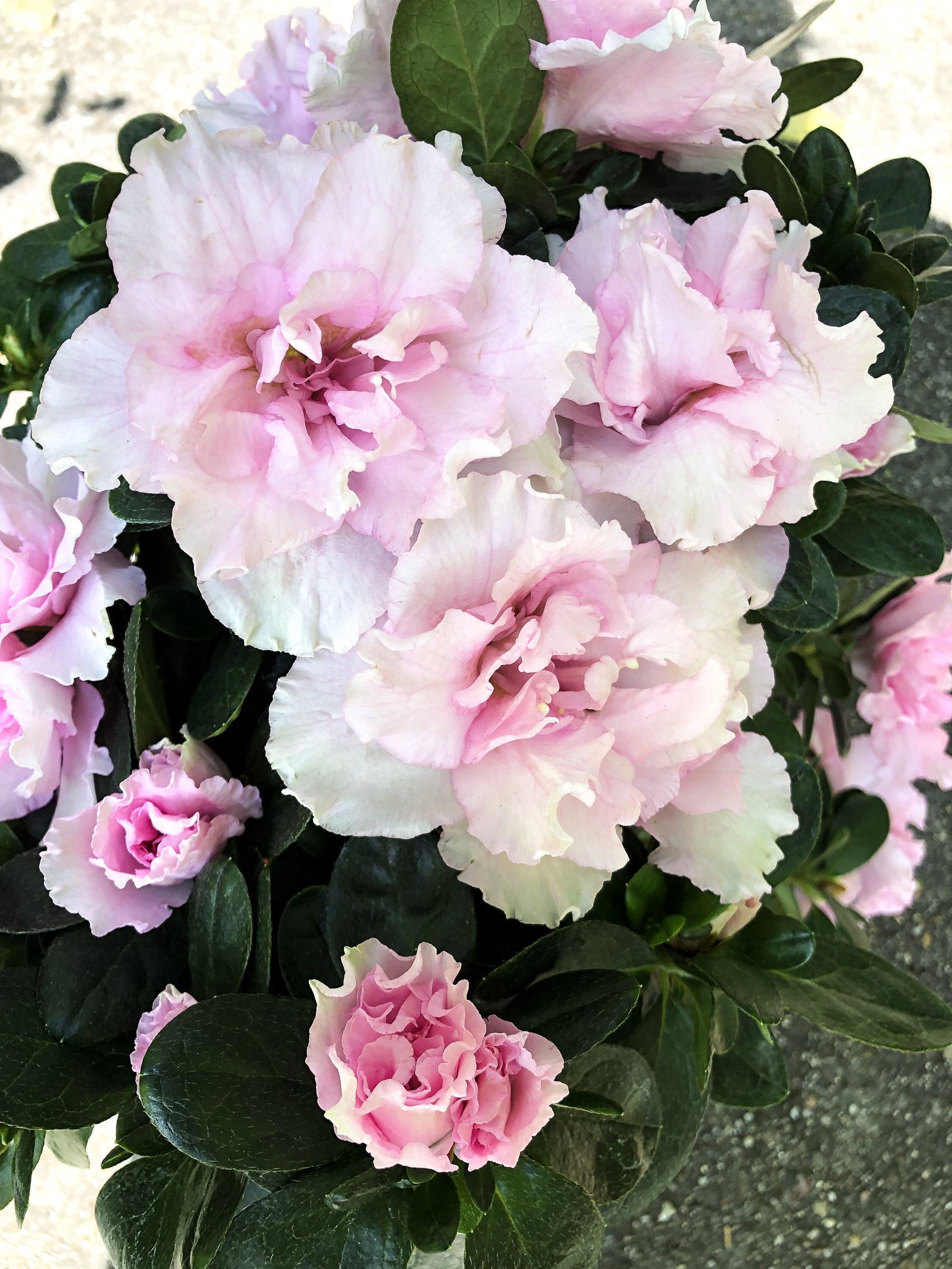 Zimmerazalee - Rhododendron simsii gnstig kaufen