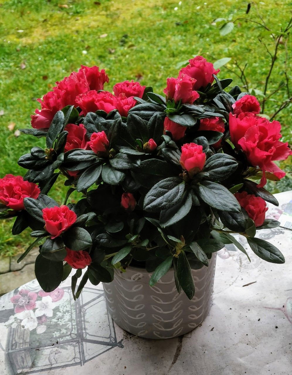 rhododendron iarna Rhododendron dauricum 'April Snow' - Herrenkamper Gärten