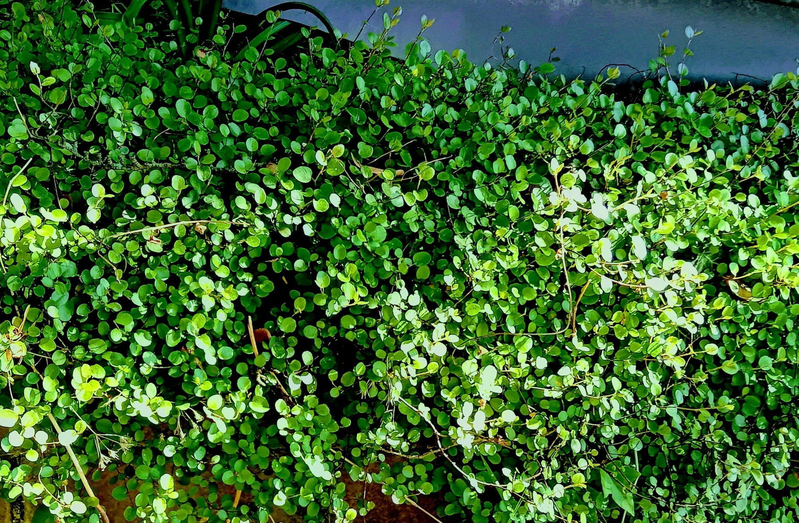 maranta kerchoveana variegata pflege Maranta Kerchoveana Variegata Cutting Variegated Foliage – plantandstories main image 1