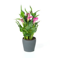 Calla - Zantedeschia aethiopica gnstig kaufen