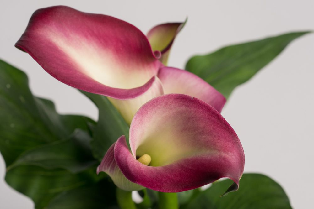 Calla Rosa Calla - Zantedeschia aethiopica günstig kaufen