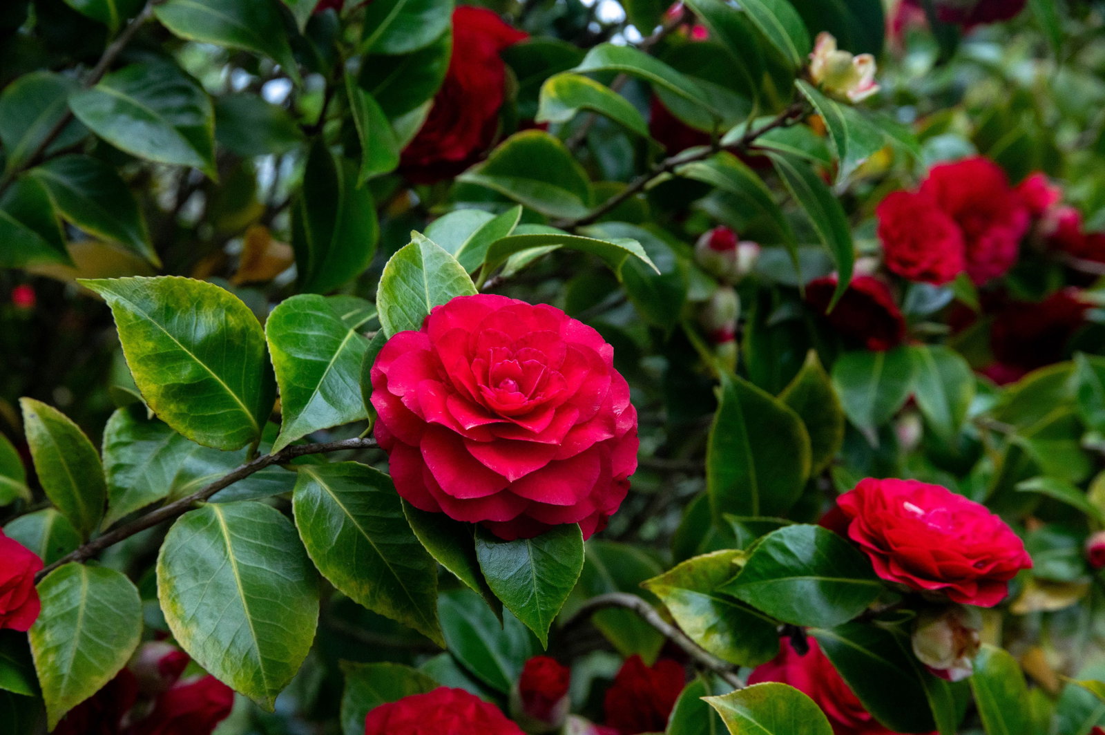 Kamelie Black Lace - Camellia japonica Black Lace gnstig kaufen