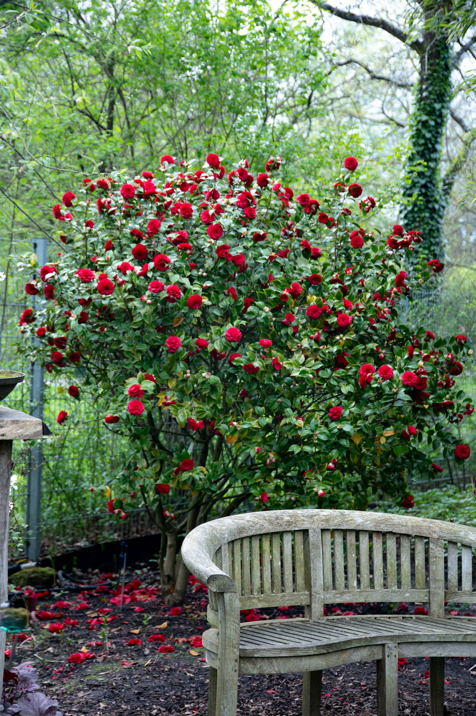 Kamelie Black Lace - Camellia japonica Black Lace gnstig kaufen