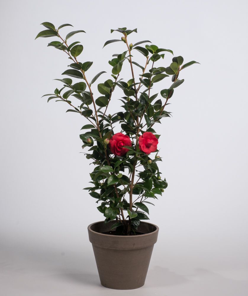 Kamelie Black Lace Camellia japonica Black Lace günstig kaufen