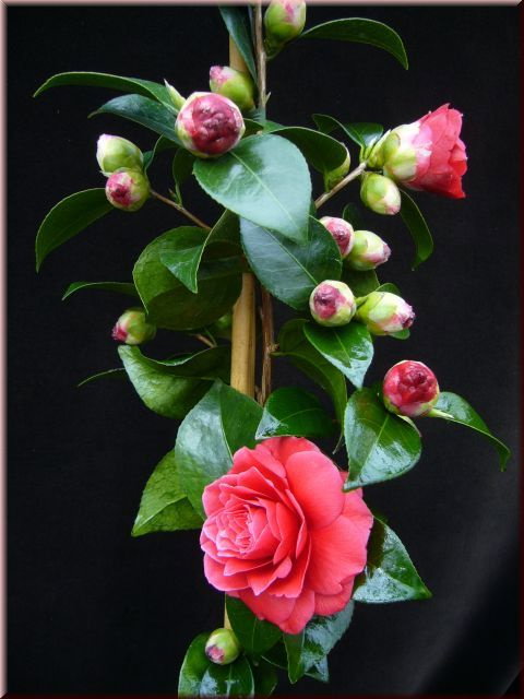 Kamelie Black Lace - Camellia japonica Black Lace gnstig kaufen