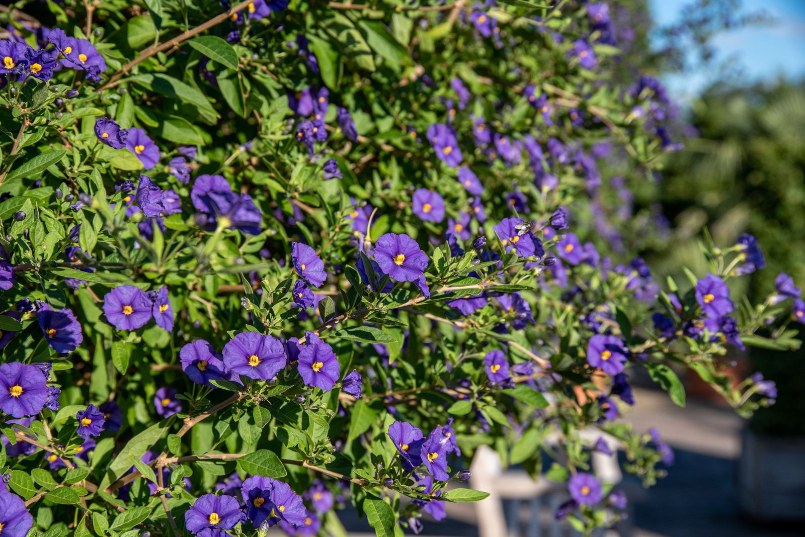 Enzianstrauch - Lycianthes rantonnetii, Solanum rantonneti gnstig kaufen