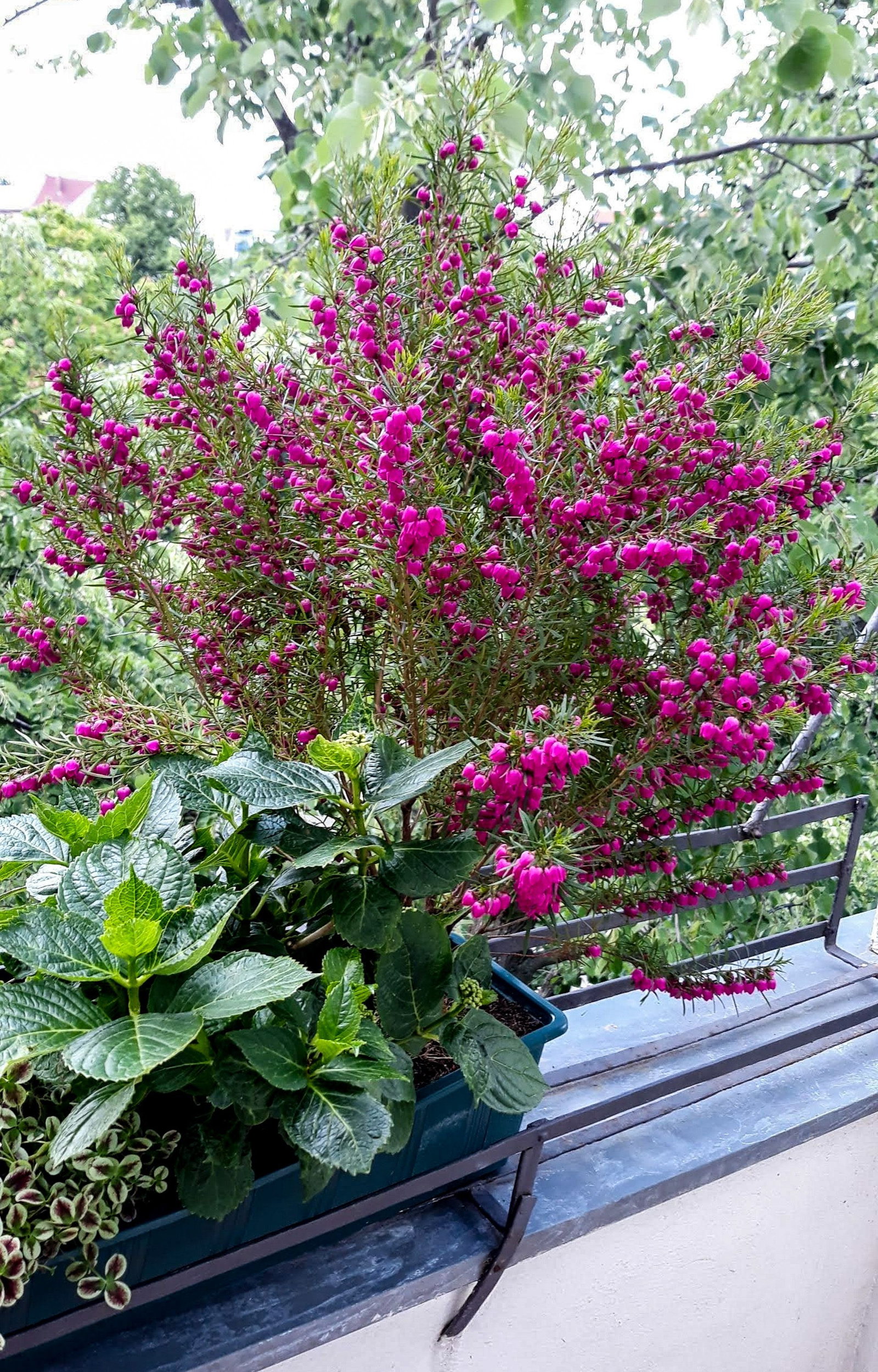 Korallenraute - Boronia crenulata gnstig kaufen