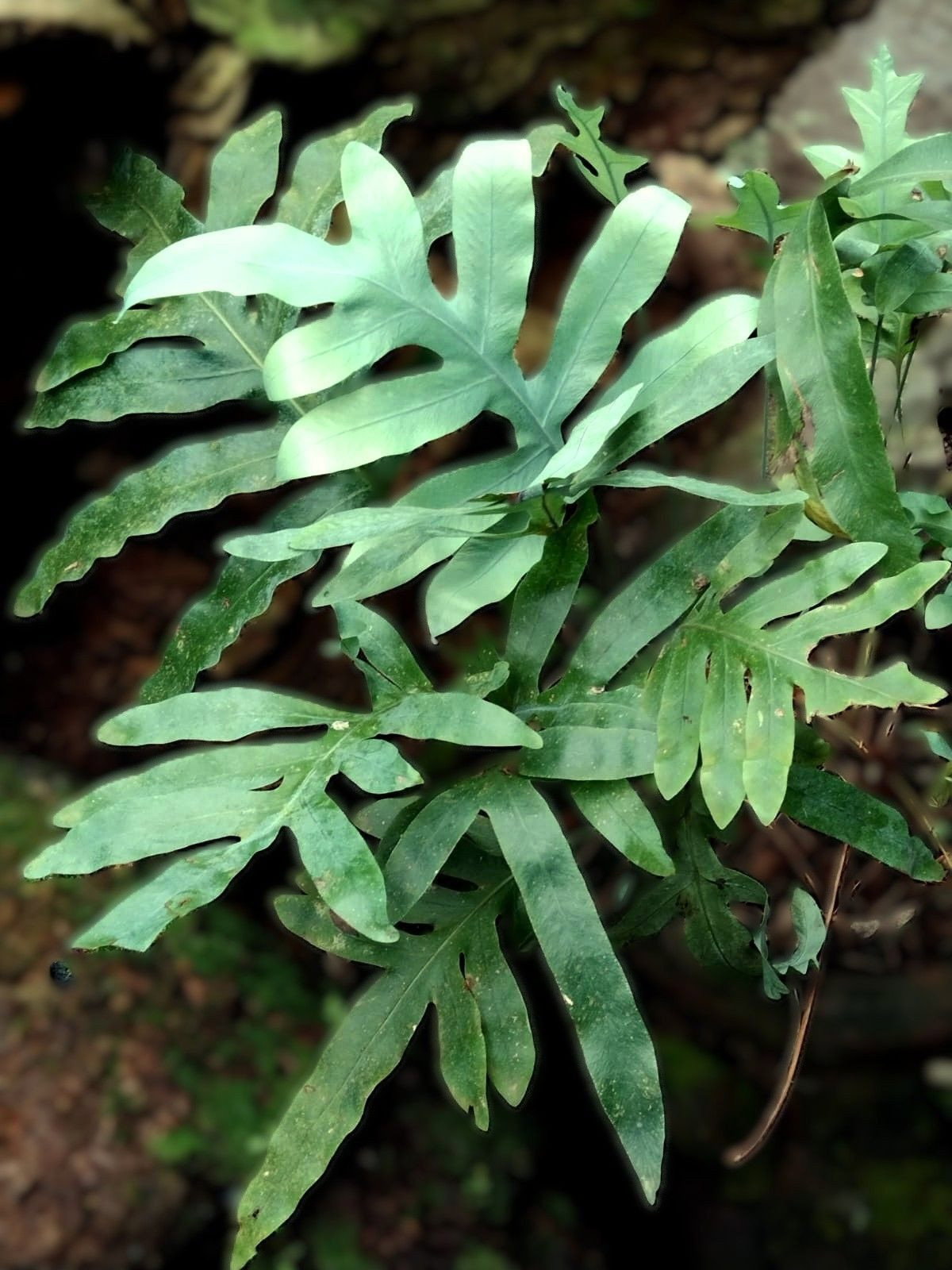 Blauer Farn - Phlebodium aureum gnstig kaufen