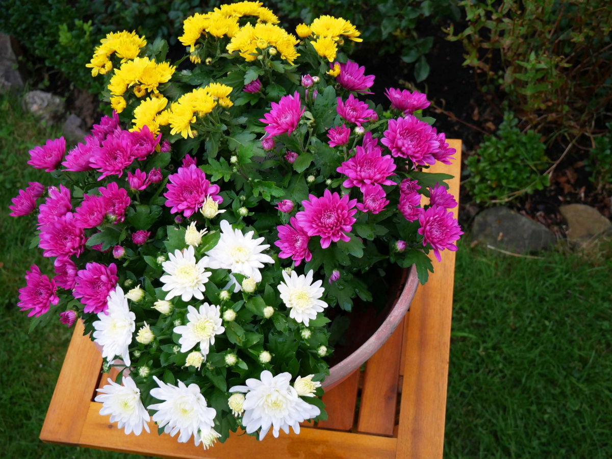 Chrysantheme Yin Yang Chrysanthemum Indicum Grp Yin Yang günstig kaufen