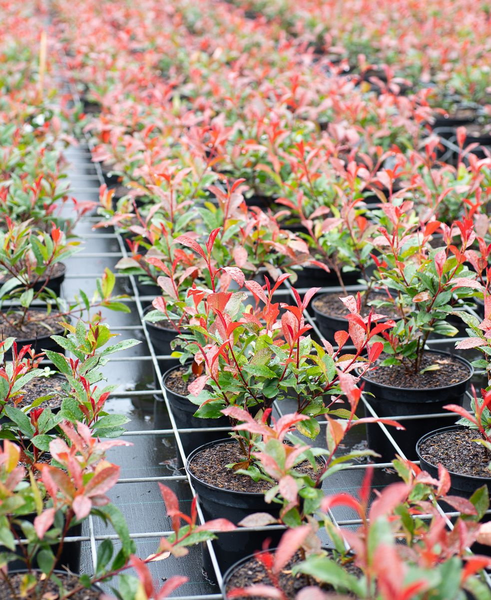 Glanzmispel Carre Rouge - Photinia fraseri Carre Rouge gnstig kaufen