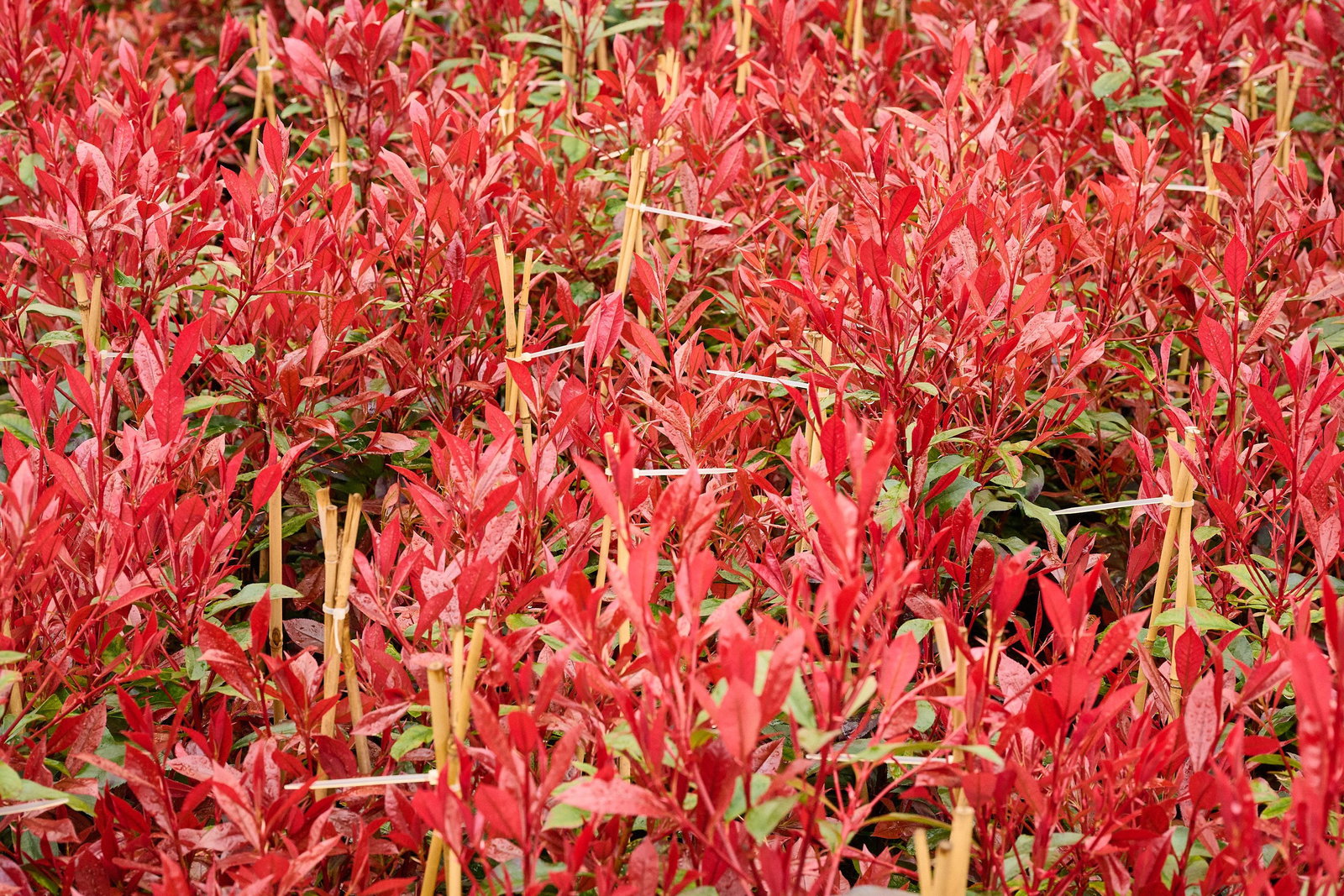 Glanzmispel Carre Rouge - Photinia fraseri Carre Rouge gnstig kaufen