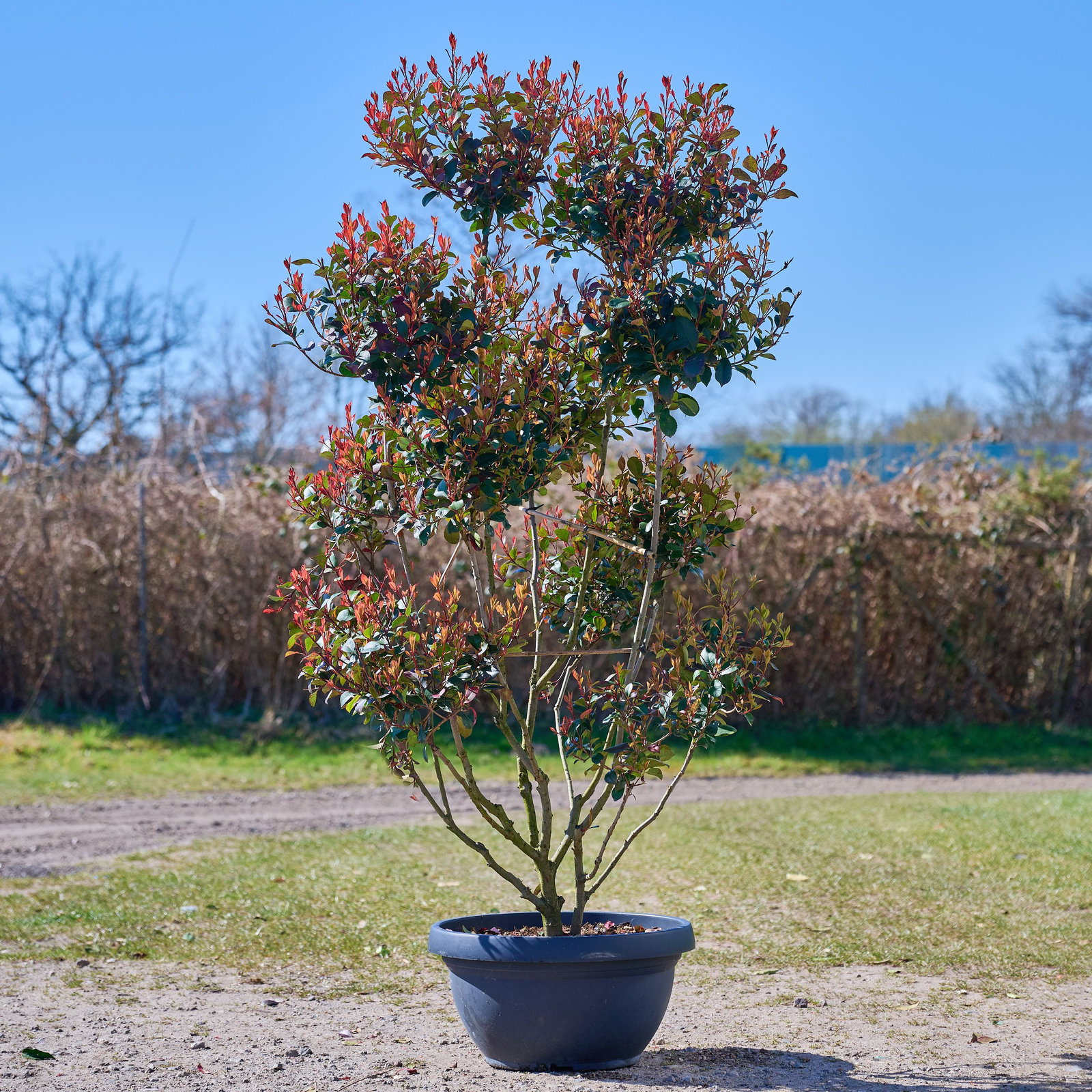 Glanzmispel Carre Rouge - Photinia fraseri Carre Rouge gnstig kaufen