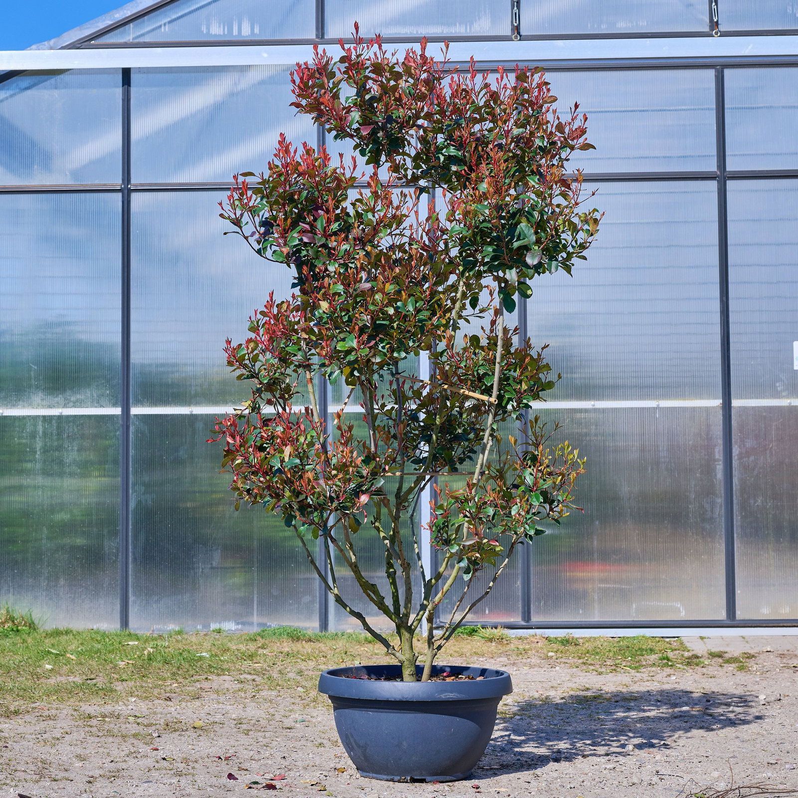 Glanzmispel Carre Rouge - Photinia fraseri Carre Rouge gnstig kaufen