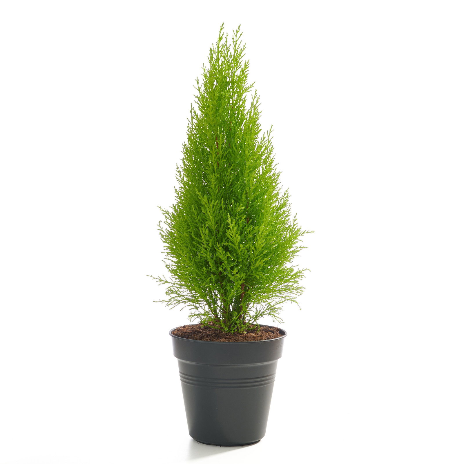 Zimmerzypresse Goldcrest - Cupressus macrocarpa Goldcrest gnstig kaufen