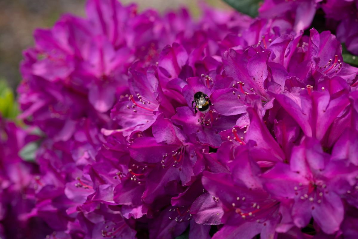 rhododendron purple splendour Dandy Man Purple Rhododendron