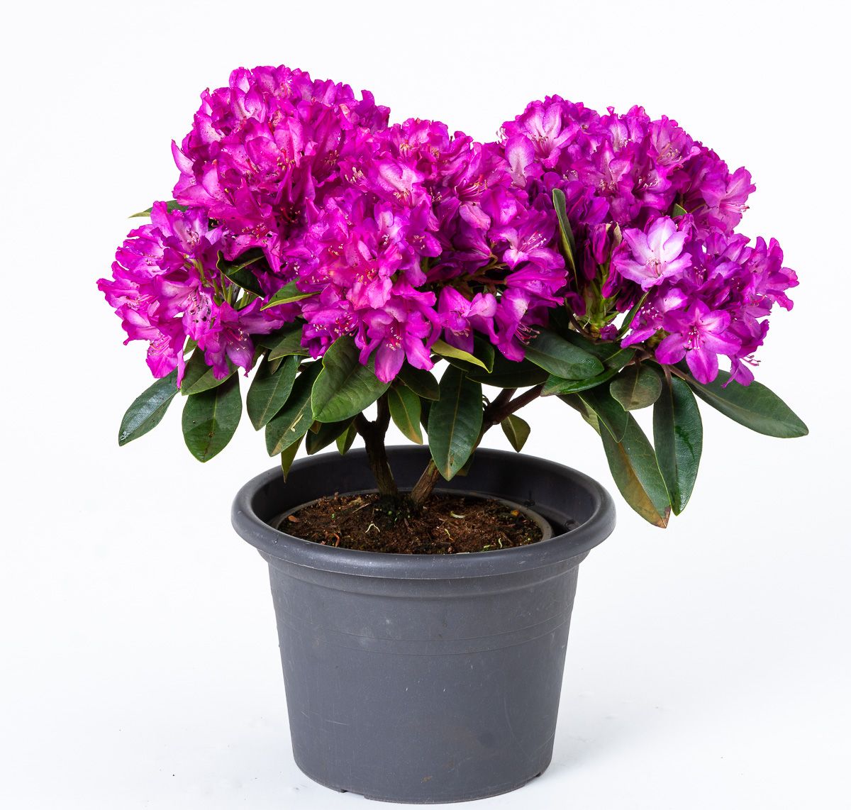 Rhododendron Blue Print - Rhododendron Hybride Blue Print gnstig kaufen