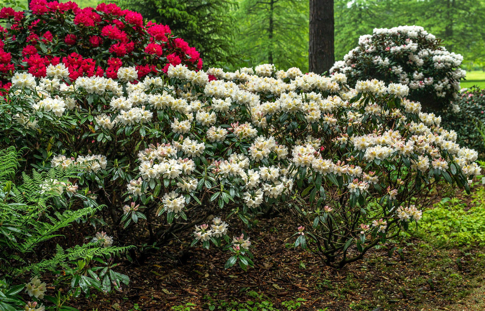 Rhododendron Chateau de Villandry - Rhododendron hybride Chateau de  Villandry gnstig kaufen