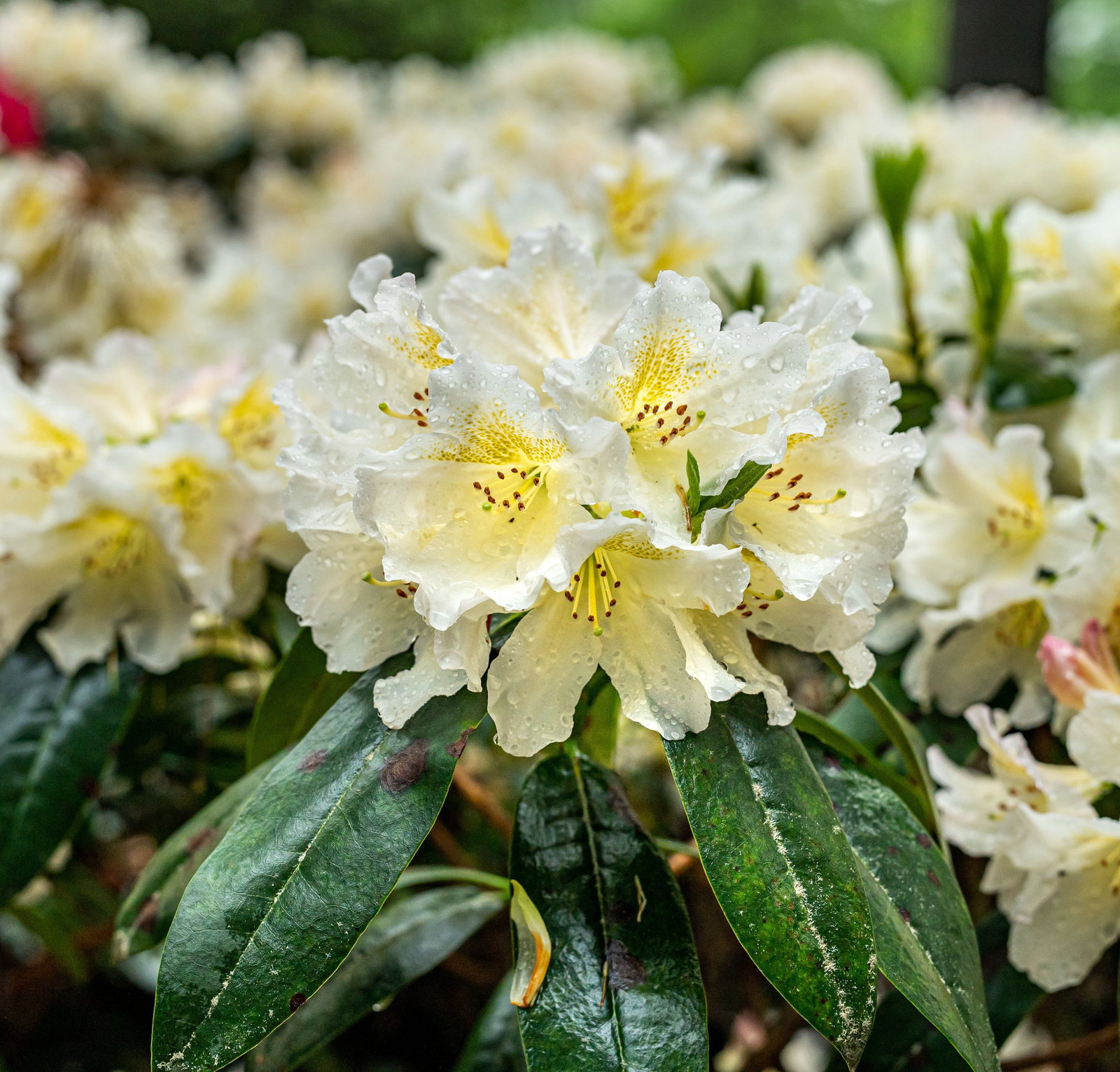 Rhododendron Chateau de Villandry - Rhododendron hybride Chateau de  Villandry gnstig kaufen
