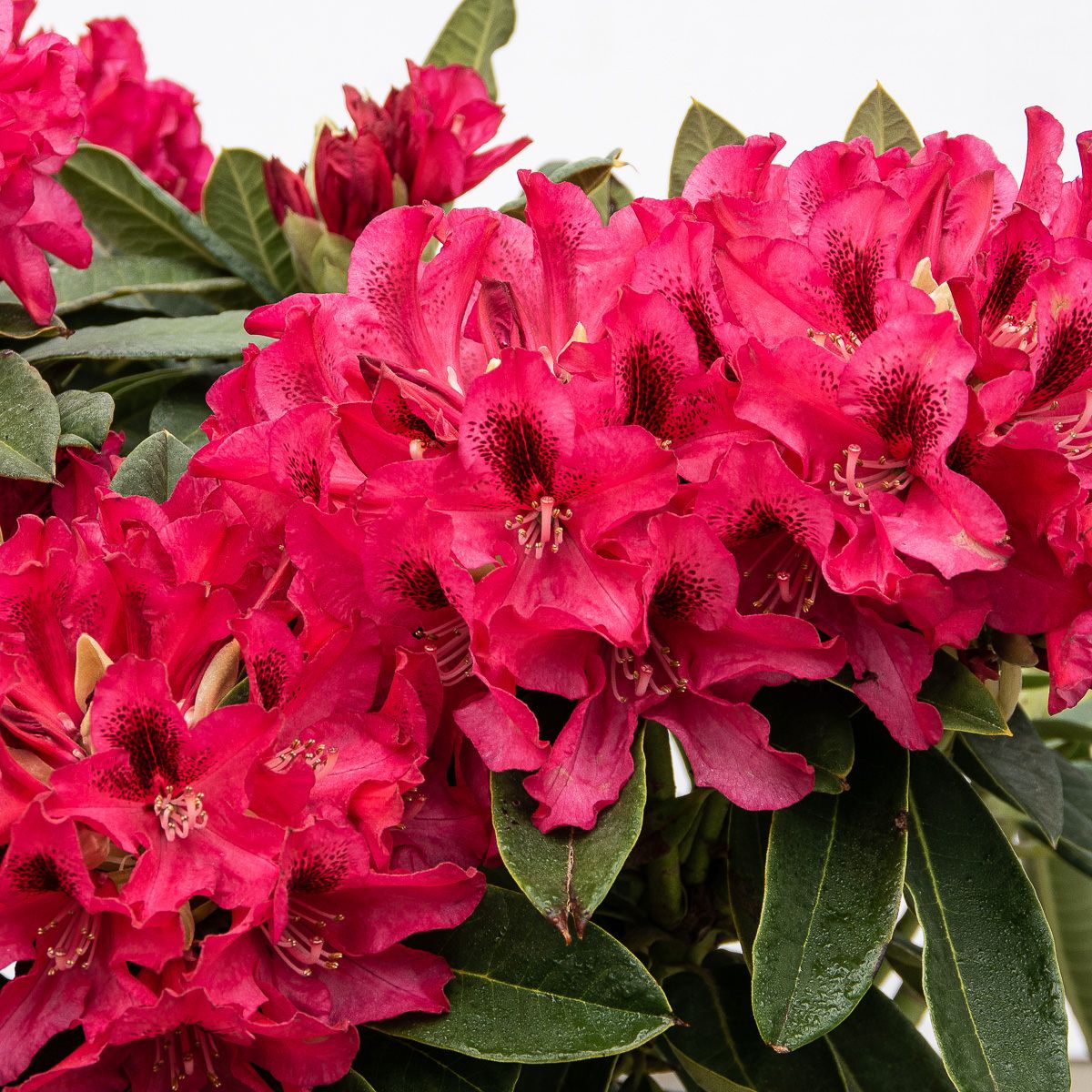 Rhododendron Europa 93 - Rhododendron hybride Europa 93 gnstig kaufen