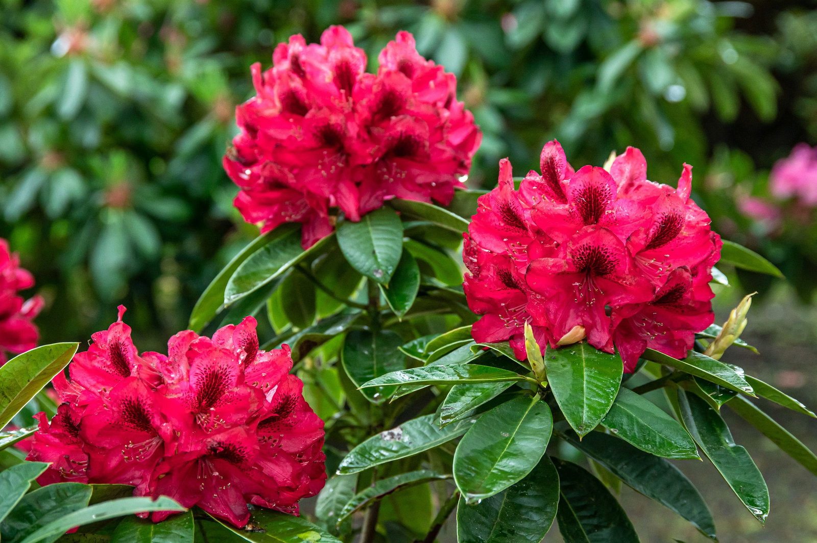 Rhododendron Europa 93 - Rhododendron hybride Europa 93 gnstig kaufen