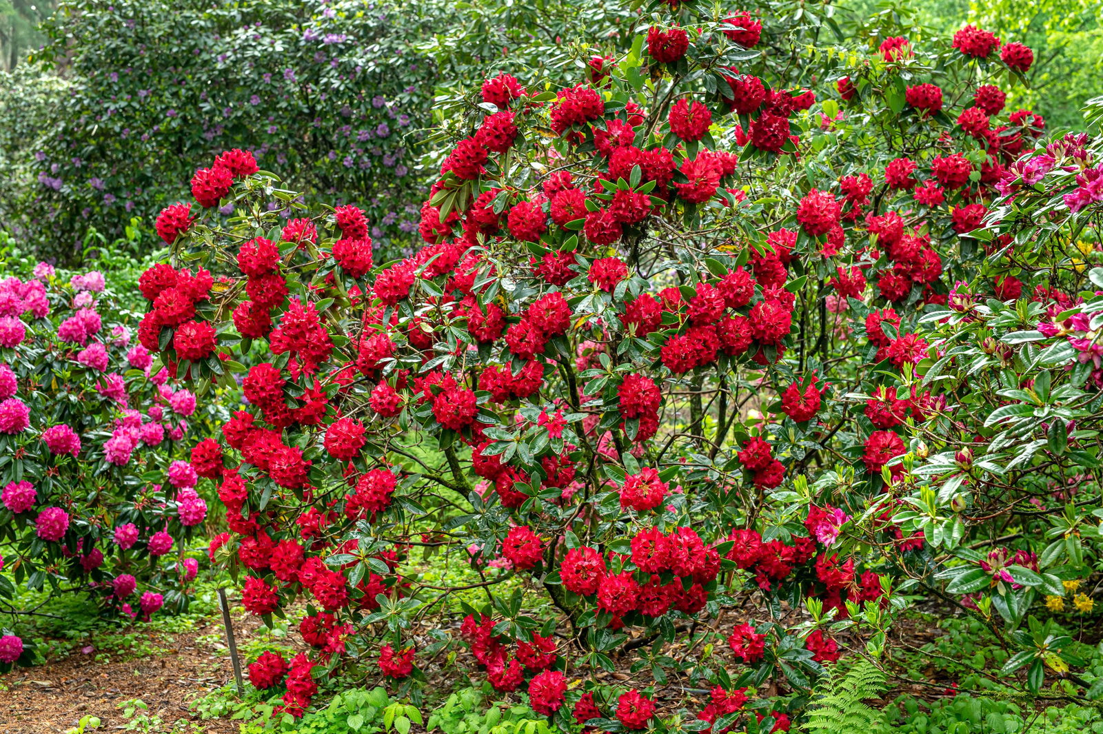 Rhododendron Europa 93 - Rhododendron hybride Europa 93 gnstig kaufen