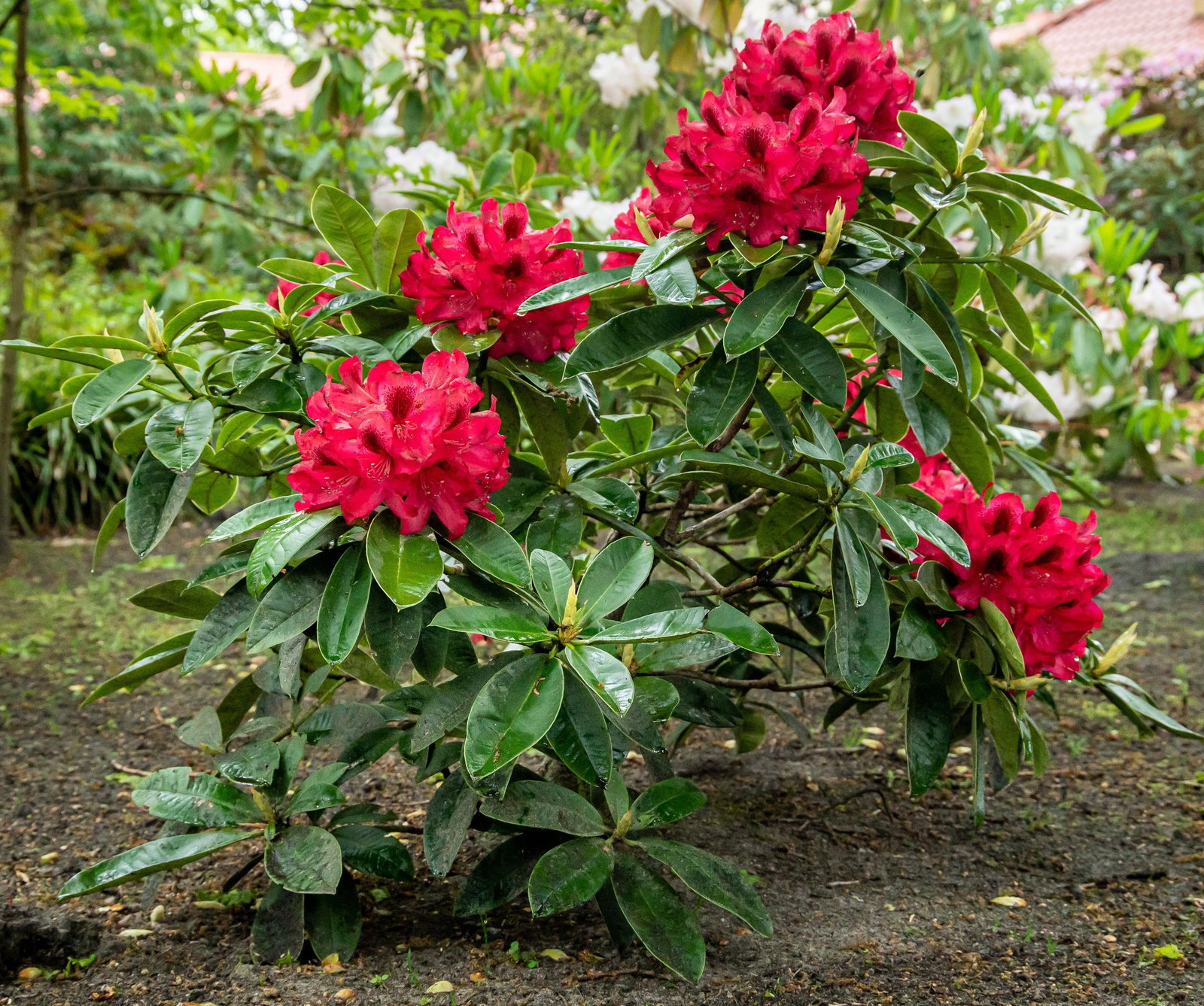 Rhododendron Europa 93 - Rhododendron hybride Europa 93 gnstig kaufen