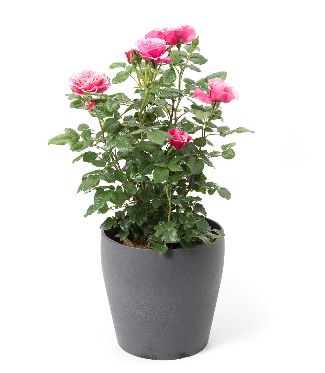 Wild Berry Rosa Rose Wildberry® - Rosa Wildberry® günstig kaufen