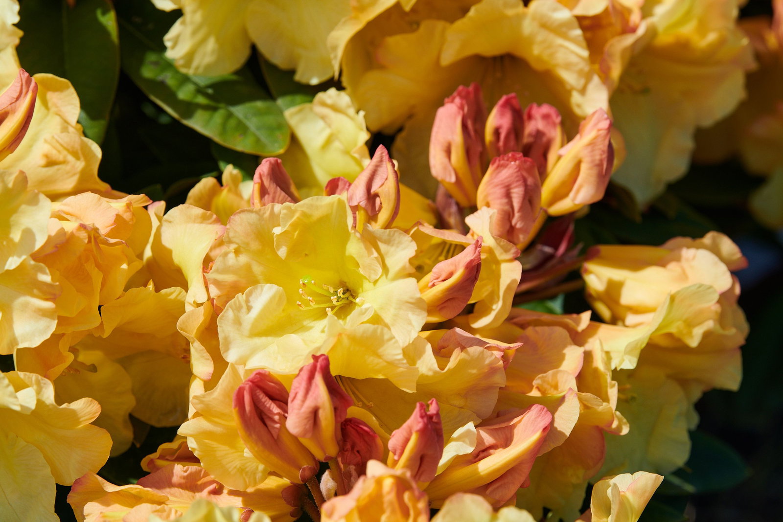 Rhododendron Junigold - Rhododendron Hybride Junigold gnstig kaufen