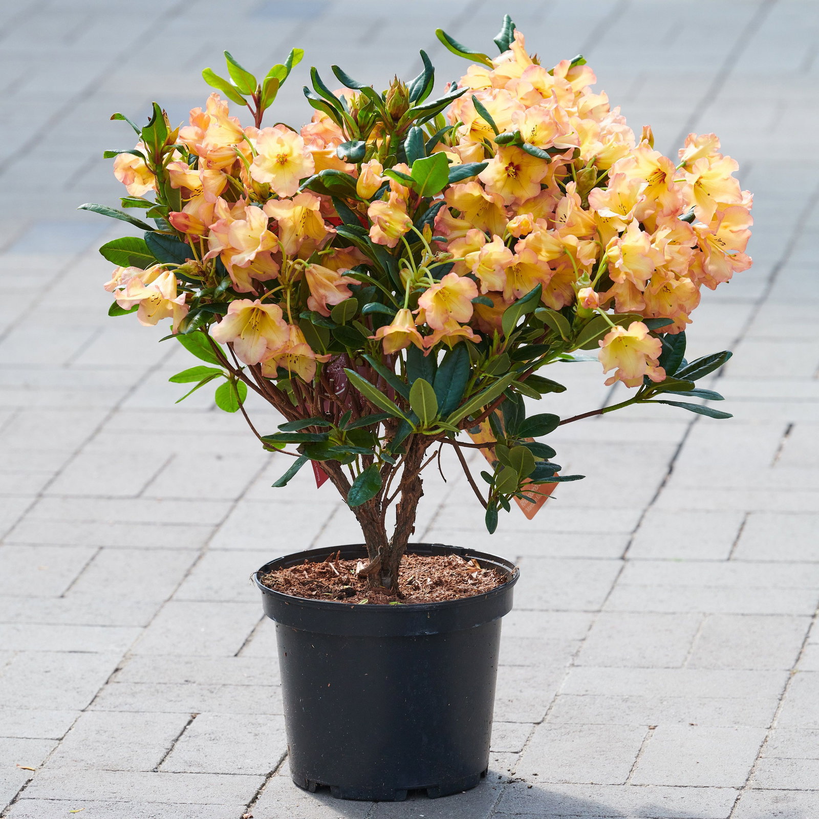 langzeitdünger für thuja Thuja Dünger main image 0