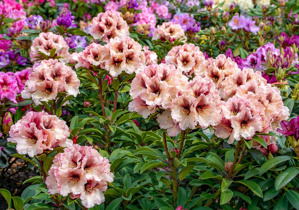 Rhododendron Milk and Coffee - Rhododendron Milk and Coffee gnstig kaufen