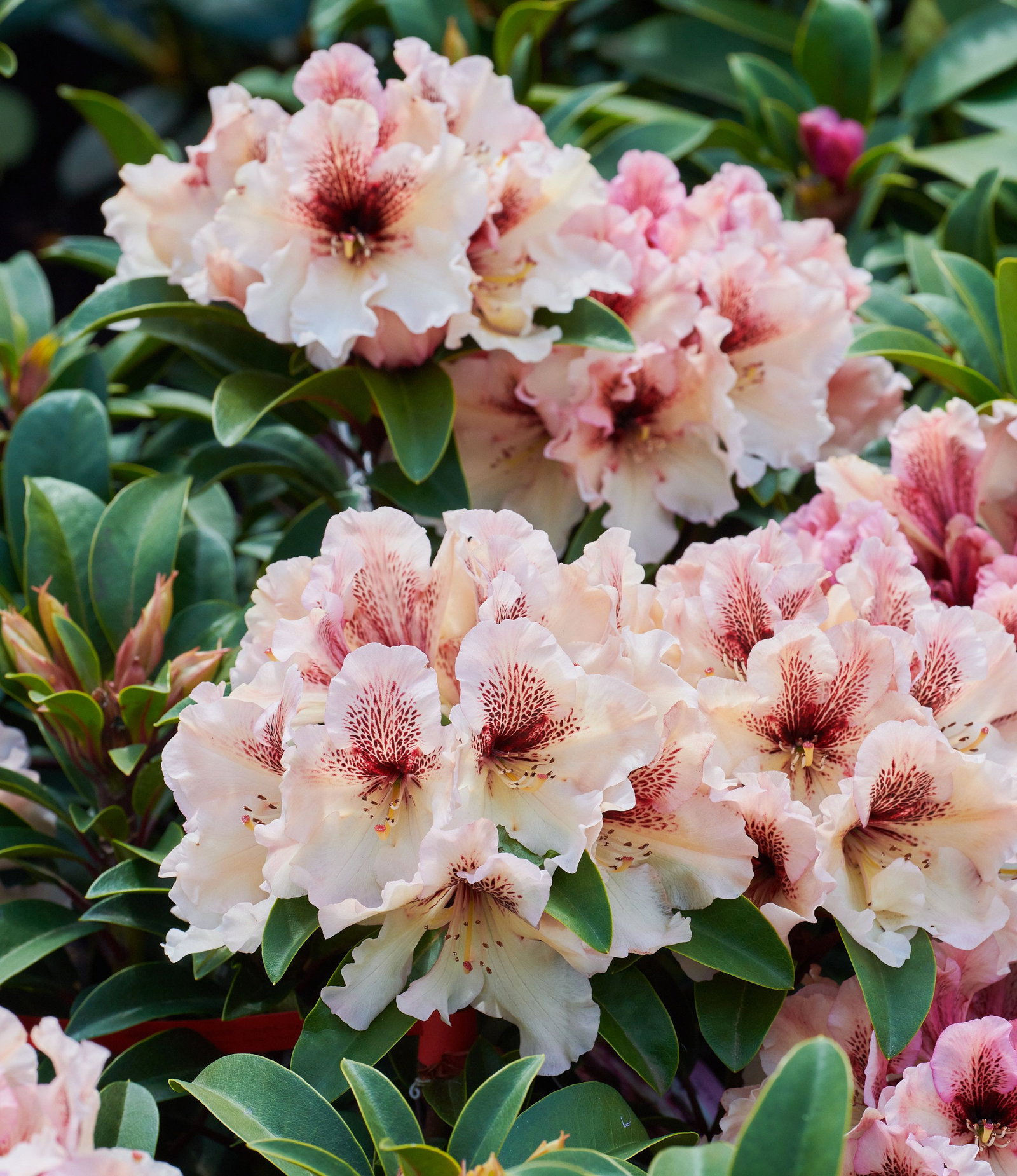 Rhododendron Milk and Coffee - Rhododendron Milk and Coffee gnstig kaufen