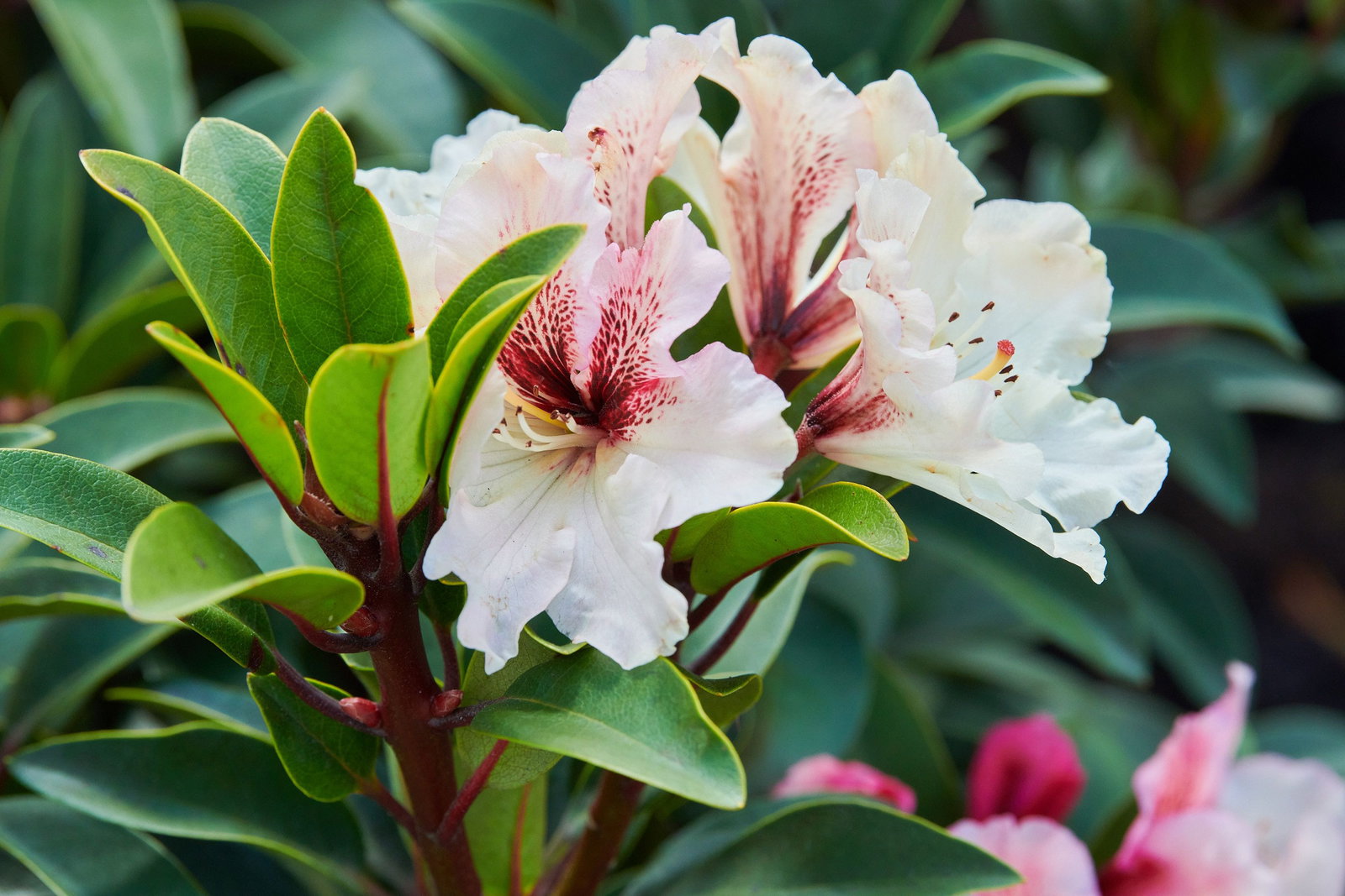 Rhododendron Milk and Coffee - Rhododendron Milk and Coffee gnstig kaufen