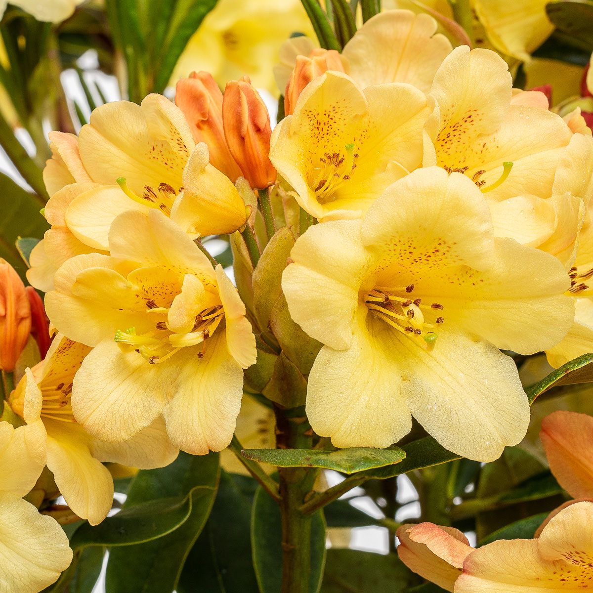Rhododendron Moon Fire - Rhododendron Hybr. Moon Fire gnstig kaufen