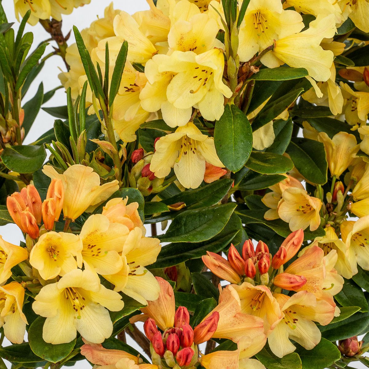 Rhododendron Moon Fire - Rhododendron Hybr. Moon Fire gnstig kaufen