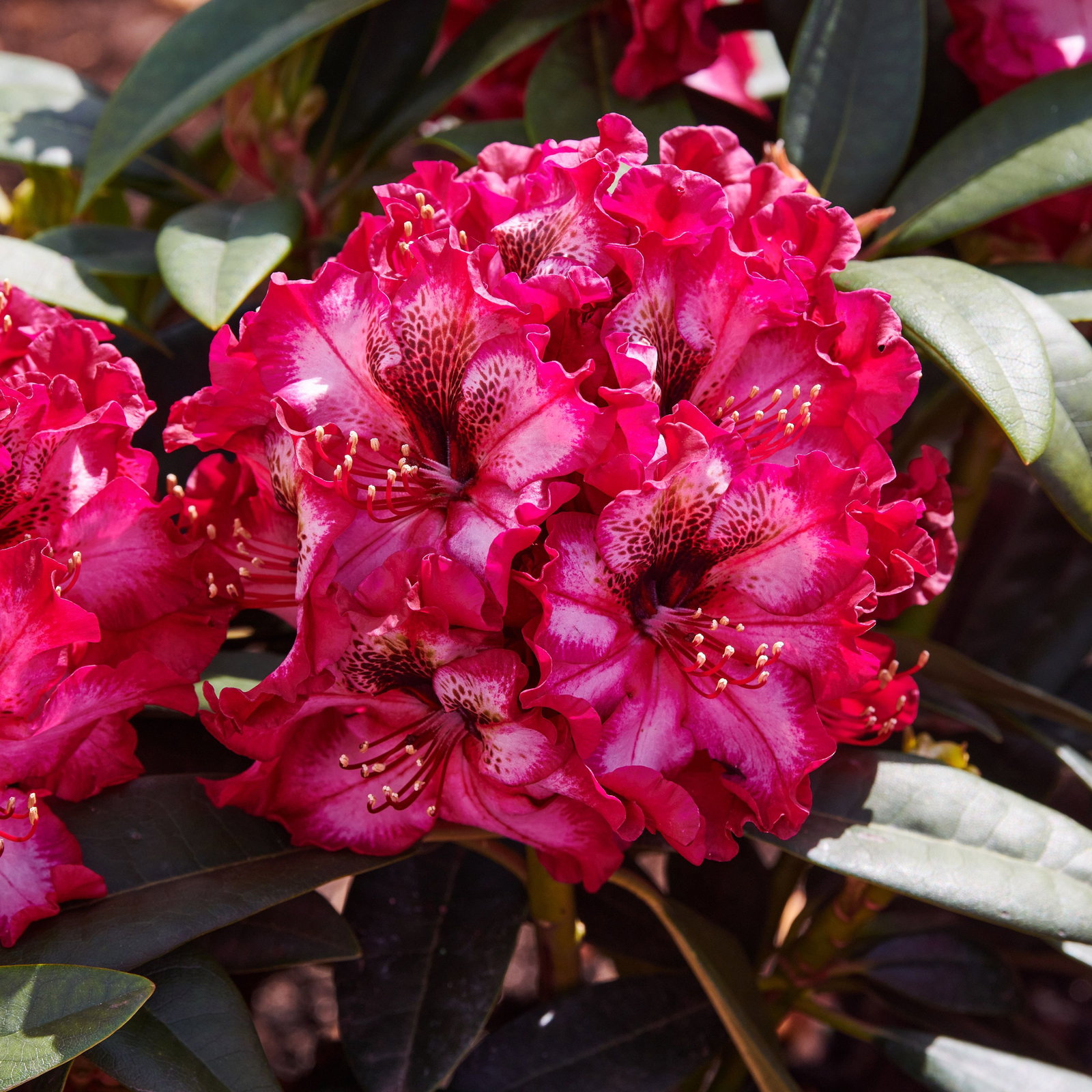 Rhododendron Painted Purple - Rhododendron Hybride Painted Purple gnstig  kaufen