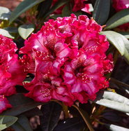 taxus baccata aurea fastigiata Taxus baccata Fastigiata Aurea | Golden Irish Yew