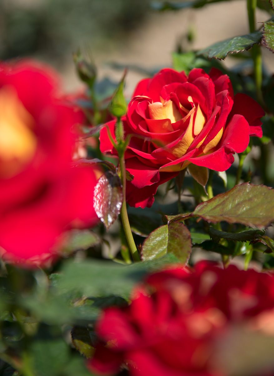 Rose Ketchup & Mustard Rosa Ketchup & Mustard günstig kaufen