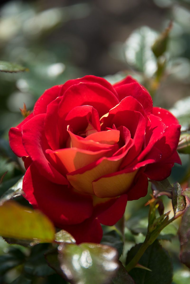 Rose Ketchup & Mustard Rosa Ketchup & Mustard günstig kaufen