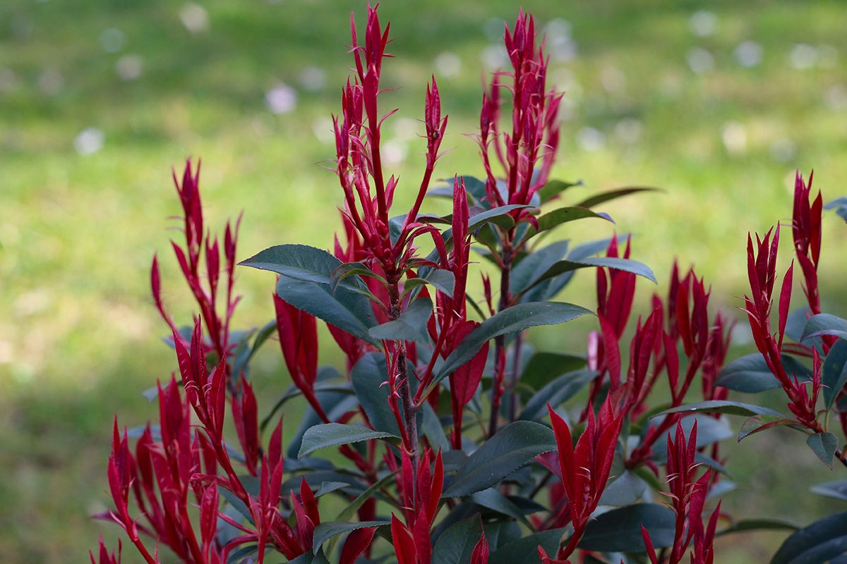 Glanzmispel Devils Dream - Photinia fraseri Devils Dream gnstig kaufen