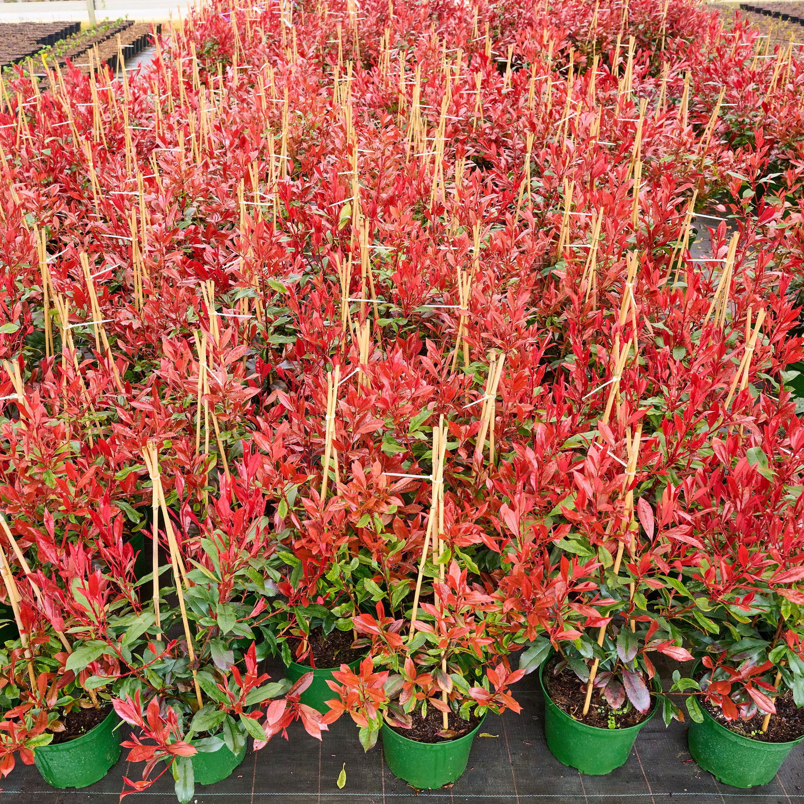 kaktus schmal hoch Kaktus-Wolfsmilch Euphorbia Acrurensis Zimmerpflanze Ø17cm ↕50cm main image 0