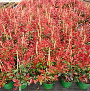 10x Photinia Fraseri 'Devil's Dream' - Glanzmispel, 40-60cm, Winterhart