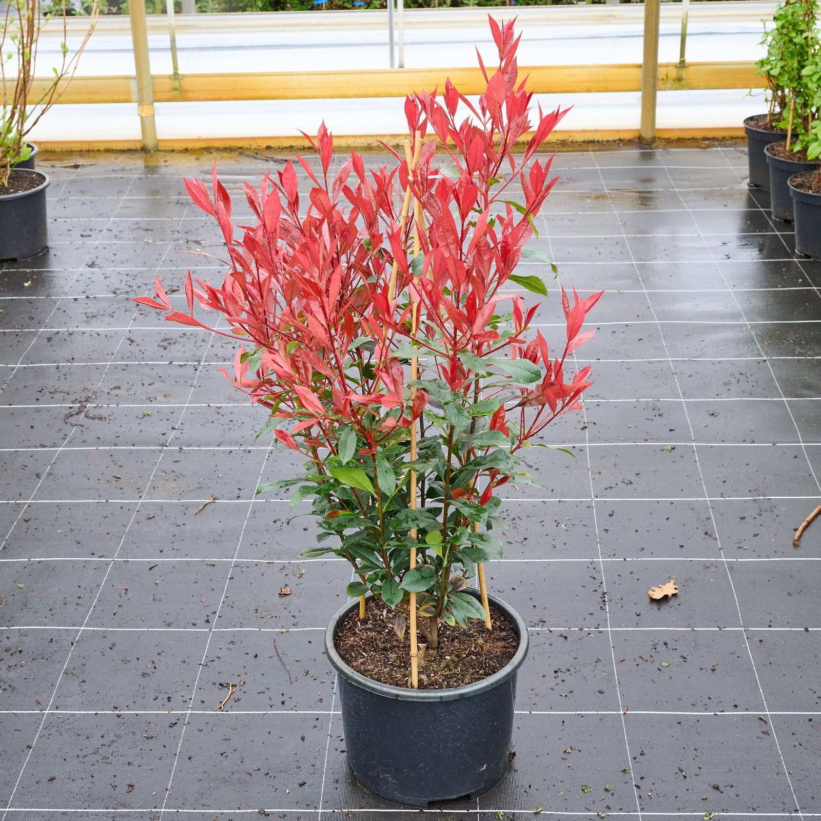 Glanzmispel Devils Dream - Photinia fraseri Devils Dream gnstig kaufen