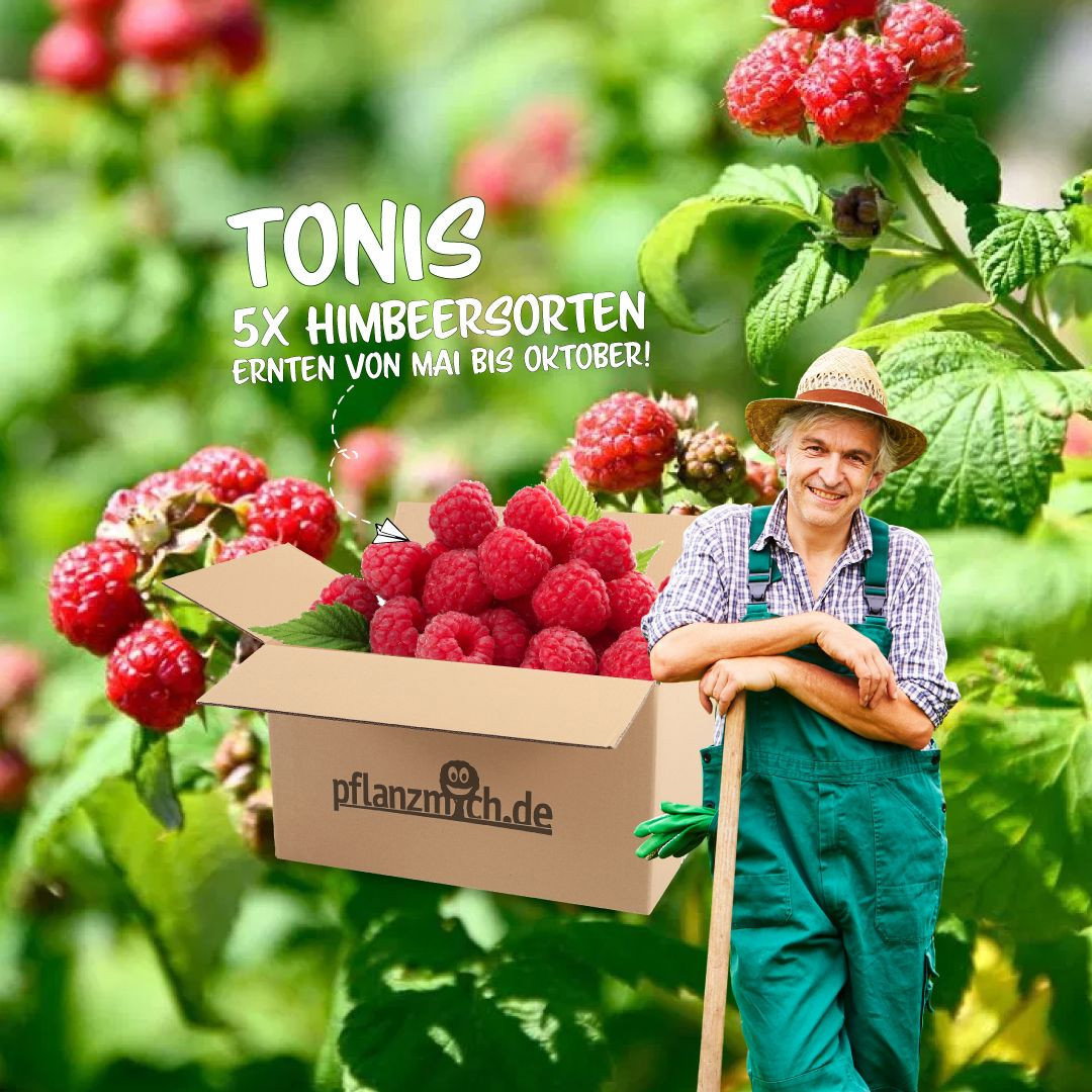 Tonis Himbeer-Paket (5er Paket) - Himbeertonipaket gnstig kaufen